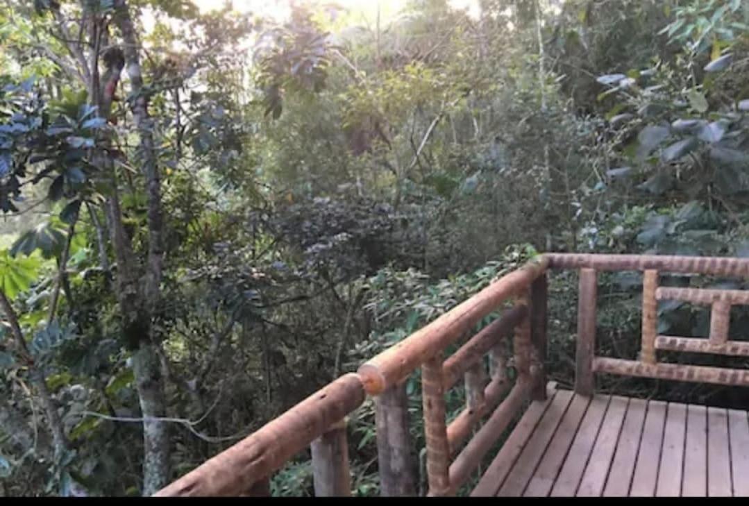 Gatto - Visconde De Maua *